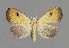  ( - NHMO-DAR-6087)  @13 [ ] Copyright (2015) Unspecified University of Oslo, Natural History Museum