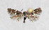  ( - NHMO-DAR-6100)  @13 [ ] Copyright (2015) Unspecified University of Oslo, Natural History Museum