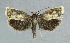  ( - NHMO-DAR-6107)  @14 [ ] Copyright (2015) Unspecified University of Oslo, Natural History Museum