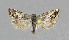  ( - NHMO-DAR-6118)  @13 [ ] Copyright (2015) Unspecified University of Oslo, Natural History Museum