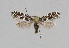  ( - NHMO-DAR-6136)  @13 [ ] Copyright (2015) Unspecified University of Oslo, Natural History Museum
