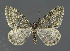  (Entephria nobiliaria - NHMO-DAR-6152)  @14 [ ] Copyright (2015) Unspecified University of Oslo, Natural History Museum