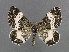  ( - NHMO-DAR-6156)  @14 [ ] Copyright (2015) Unspecified University of Oslo, Natural History Museum