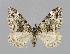  ( - NHMO-DAR-6179)  @14 [ ] Copyright (2015) Unspecified University of Oslo, Natural History Museum