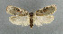  ( - NHMO-DAR-6206)  @14 [ ] Copyright (2015) Unspecified University of Oslo, Natural History Museum