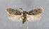  (Agonopterix arctica - NHMO-DAR-6207)  @14 [ ] Copyright (2015) Unspecified University of Oslo, Natural History Museum