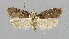  ( - NHMO-DAR-6208)  @13 [ ] Copyright (2015) Unspecified University of Oslo, Natural History Museum