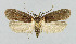  ( - NHMO-DAR-6209_3-T)  @13 [ ] Copyright (2018) Unspecified University of Oslo, Natural History Museum