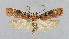  ( - NHMO-DAR-6210)  @14 [ ] Copyright (2015) Unspecified University of Oslo, Natural History Museum