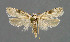  ( - NHMO-DAR-6213)  @11 [ ] Copyright (2015) Unspecified University of Oslo, Natural History Museum