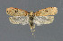  ( - NHMO-DAR-6231)  @14 [ ] Copyright (2015) Unspecified University of Oslo, Natural History Museum