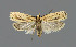  ( - NHMO-DAR-6238)  @12 [ ] Copyright (2015) Unspecified University of Oslo, Natural History Museum