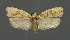  ( - NHMO-DAR-6244)  @14 [ ] Copyright (2015) Unspecified University of Oslo, Natural History Museum