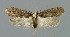  ( - NHMO-DAR-6247)  @14 [ ] Copyright (2015) Unspecified University of Oslo, Natural History Museum