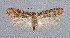  ( - NHMO-DAR-6253)  @14 [ ] Copyright (2015) Unspecified University of Oslo, Natural History Museum