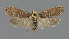  ( - NHMO-DAR-6270)  @14 [ ] Copyright (2015) Unspecified University of Oslo, Natural History Museum