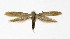  ( - NHMO-DAR-9431)  @11 [ ] CreativeCommons - Attribution Non-Commercial Share-Alike (2016) Unspecified University of Oslo, Natural History Museum