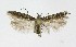  ( - NHMO-DAR-9518)  @13 [ ] CreativeCommons - Attribution Non-Commercial Share-Alike (2016) Unspecified University of Oslo, Natural History Museum