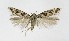  ( - NHMO-DAR-9523)  @14 [ ] CreativeCommons - Attribution Non-Commercial Share-Alike (2016) Unspecified University of Oslo, Natural History Museum