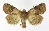  (Diarsia mendica - NHMO-DAR-9573)  @15 [ ] CreativeCommons - Attribution Non-Commercial Share-Alike (2016) Unspecified University of Oslo, Natural History Museum