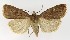  (Diarsia dahlii - NHMO-DAR-9577)  @14 [ ] CreativeCommons - Attribution Non-Commercial Share-Alike (2016) Unspecified University of Oslo, Natural History Museum