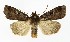  ( - NHMO-DAR-9579)  @13 [ ] CreativeCommons - Attribution Non-Commercial Share-Alike (2016) Unspecified University of Oslo, Natural History Museum