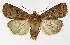 (Diarsia florida - NHMO-DAR-9586)  @15 [ ] CreativeCommons - Attribution Non-Commercial Share-Alike (2016) Unspecified University of Oslo, Natural History Museum