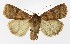  ( - NHMO-DAR-9587)  @15 [ ] CreativeCommons - Attribution Non-Commercial Share-Alike (2016) Unspecified University of Oslo, Natural History Museum