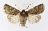  ( - NHMO-DAR-9591)  @14 [ ] CreativeCommons - Attribution Non-Commercial Share-Alike (2016) Unspecified University of Oslo, Natural History Museum