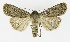  ( - NHMO-DAR-9595)  @14 [ ] CreativeCommons - Attribution Non-Commercial Share-Alike (2016) Unspecified University of Oslo, Natural History Museum