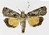 ( - NHMO-DAR-9606)  @14 [ ] CreativeCommons - Attribution Non-Commercial Share-Alike (2016) Unspecified University of Oslo, Natural History Museum