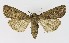  ( - NHMO-DAR-9608)  @11 [ ] CreativeCommons - Attribution Non-Commercial Share-Alike (2016) Unspecified University of Oslo, Natural History Museum