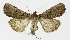  ( - NHMO-DAR-9609)  @12 [ ] CreativeCommons - Attribution Non-Commercial Share-Alike (2016) Unspecified University of Oslo, Natural History Museum