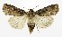  ( - NHMO-DAR-9610)  @11 [ ] CreativeCommons - Attribution Non-Commercial Share-Alike (2016) Unspecified University of Oslo, Natural History Museum
