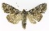  ( - NHMO-DAR-9613)  @14 [ ] CreativeCommons - Attribution Non-Commercial Share-Alike (2016) Unspecified University of Oslo, Natural History Museum