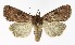  (Xestia collina - NHMO-DAR-9625)  @15 [ ] CreativeCommons - Attribution Non-Commercial Share-Alike (2016) Unspecified University of Oslo, Natural History Museum