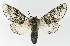  ( - NHMO-DAR-9649)  @13 [ ] CreativeCommons - Attribution Non-Commercial Share-Alike (2016) Unspecified University of Oslo, Natural History Museum