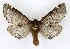  ( - NHMO-DAR-9686)  @12 [ ] CreativeCommons - Attribution Non-Commercial Share-Alike (2016) Unspecified University of Oslo, Natural History Museum