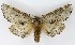  ( - NHMO-DAR-9687)  @14 [ ] CreativeCommons - Attribution Non-Commercial Share-Alike (2016) Unspecified University of Oslo, Natural History Museum