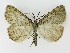  ( - NHMO-DAR-9711)  @14 [ ] CreativeCommons - Attribution Non-Commercial Share-Alike (2016) Unspecified University of Oslo, Natural History Museum