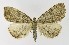  ( - NHMO-DAR-9712)  @14 [ ] CreativeCommons - Attribution Non-Commercial Share-Alike (2016) Unspecified University of Oslo, Natural History Museum