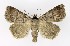  ( - NHMO-DAR-9725)  @14 [ ] CreativeCommons - Attribution Non-Commercial Share-Alike (2016) Unspecified University of Oslo, Natural History Museum