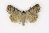  ( - NHMO-DAR-9726)  @14 [ ] CreativeCommons - Attribution Non-Commercial Share-Alike (2016) Unspecified University of Oslo, Natural History Museum