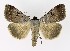  ( - NHMO-DAR-9727)  @14 [ ] CreativeCommons - Attribution Non-Commercial Share-Alike (2016) Unspecified University of Oslo, Natural History Museum