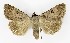  ( - NHMO-DAR-9728)  @14 [ ] CreativeCommons - Attribution Non-Commercial Share-Alike (2016) Unspecified University of Oslo, Natural History Museum