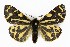  ( - NHMO-DAR-9749)  @14 [ ] CreativeCommons - Attribution Non-Commercial Share-Alike (2016) Unspecified University of Oslo, Natural History Museum