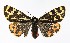  ( - NHMO-DAR-9750)  @13 [ ] CreativeCommons - Attribution Non-Commercial Share-Alike (2016) Unspecified University of Oslo, Natural History Museum