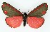  ( - NHMO-DAR-9761)  @14 [ ] CreativeCommons - Attribution Non-Commercial Share-Alike (2016) Unspecified University of Oslo, Natural History Museum
