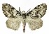  ( - NHMO-DAR-9763)  @14 [ ] CreativeCommons - Attribution Non-Commercial Share-Alike (2016) Unspecified University of Oslo, Natural History Museum