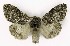  ( - NHMO-DAR-9765)  @14 [ ] CreativeCommons - Attribution Non-Commercial Share-Alike (2016) Unspecified University of Oslo, Natural History Museum